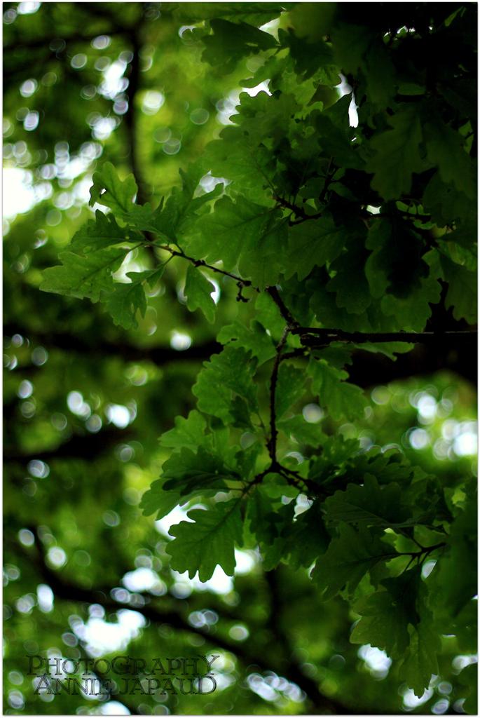 oak tree, leaves, bokeh, nature, green