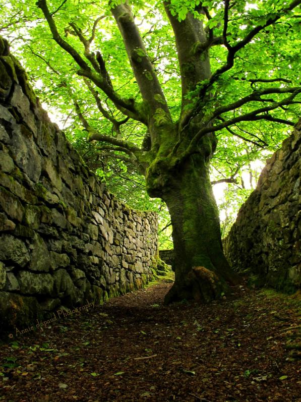 an old tree in the middle of a path, between stone walls