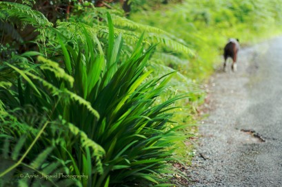 green vegetation, dog in the distance
